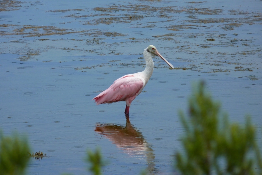 a beautiful pink and white bird wades through water